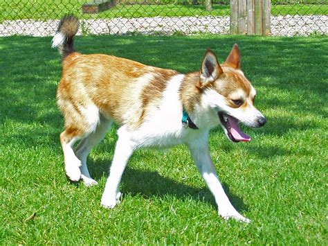 Norwegian Lundehund - Pictures, Information, Temperament ...