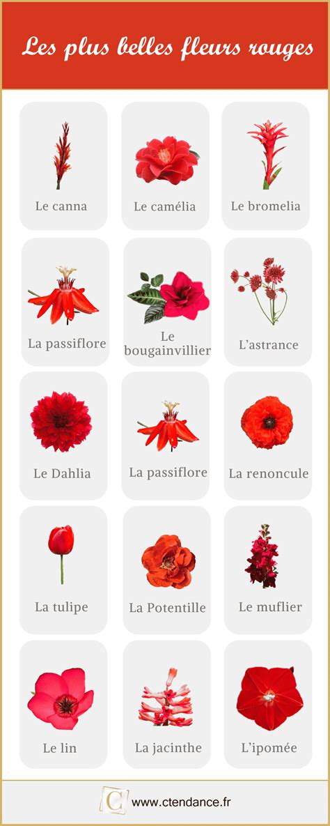 Photos De Belles Fleurs Rouges