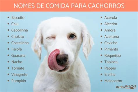 Os Nomes Mais Legais Para Cachorro Macho