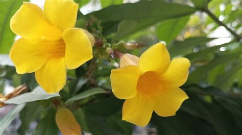 Indahnya Bunga Allamanda Allamanda Schottii Pohl Youtube