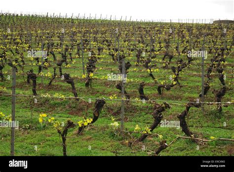 Vines Growing In Spring At The Pipers Brook Vineyard On The Tourist