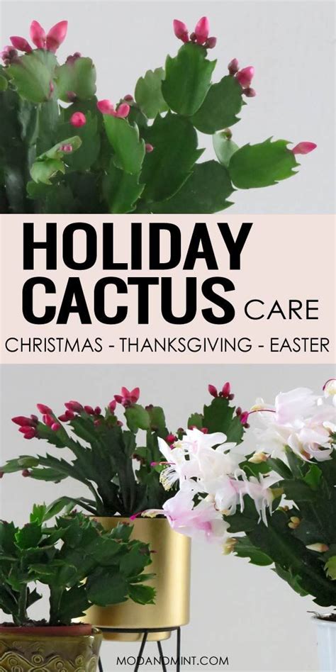 Thanksgiving Cactus Care: How to Grow an Indoor Schlumbergera Holiday ...