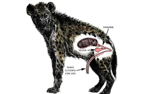 Hyena Reproductive System