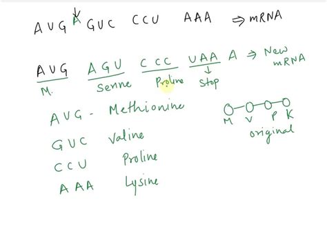 SOLVED: Look at the following mutation: AUG-GUC-CCU-AAA â†’ AUG-AGU-CCC ...