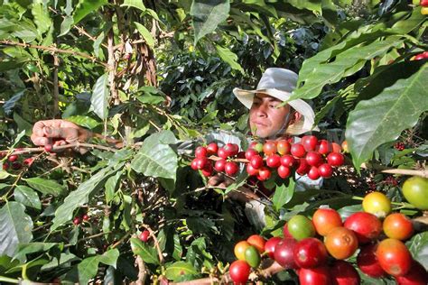 El Mejor Caf De M Xico Est En Chiapas La Taza De La Excelencia