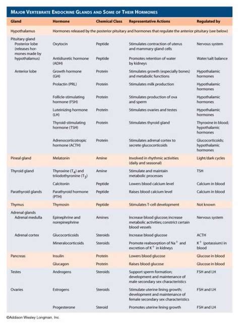 Endocrine System Chart Your Endocrine System: The Key To A Happy Body 