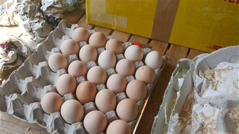 Shipped Eggs With My Borotto Incubator Youtube