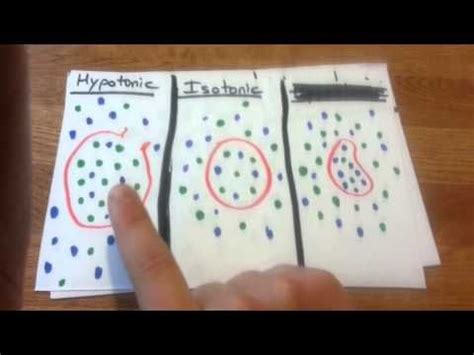 Hypertonic hypotonic isotonic simple diagrams - fbgnom