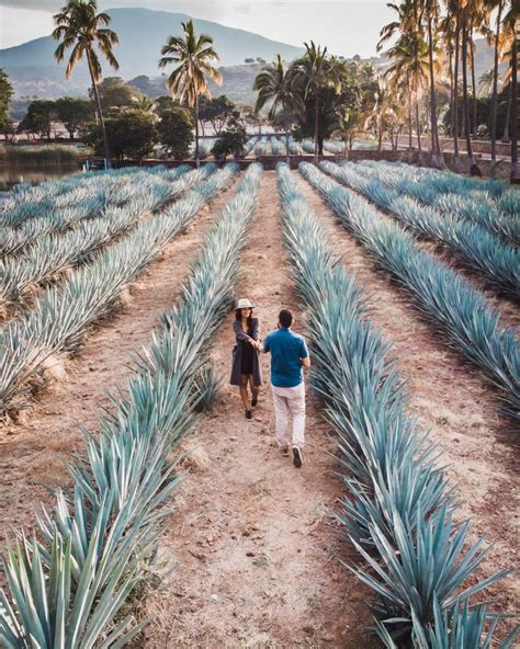 Tequila Jalisco A Day Trip Guide Javi And Jo On The Go Mexico