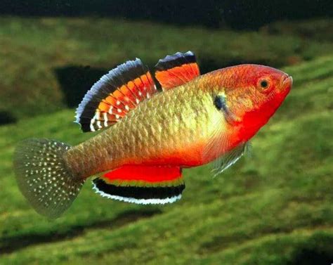 Empire Gudgeon – THE EVOLVED FISH