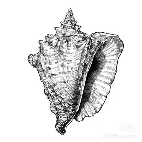 Pin By Mari Mihailova On Art In 2024 Shell Drawing Ink Pen Drawings