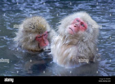 Snow Monkeys In Hot Spring Jigokudani Japan Stock Photo Alamy