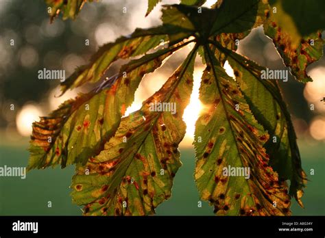 5 September 2006 Horse Chestnut Leaves Damaged By Leaf Miner Moth Hilly