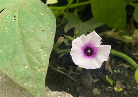 Ipomoea batatas Jardín Botánico de Bogotá