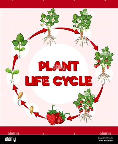 Life Cycle Of Strawberry Diagram Illustration Stock Vector Image Art