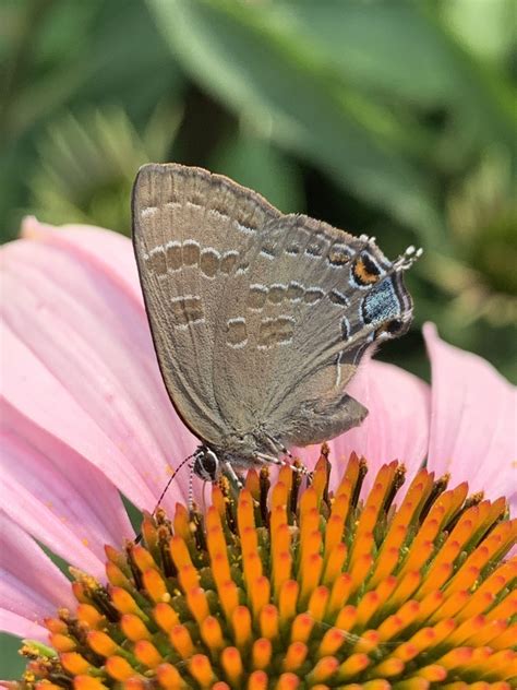 Hickory Hairstreak In July 2020 By Corey Lange INaturalist