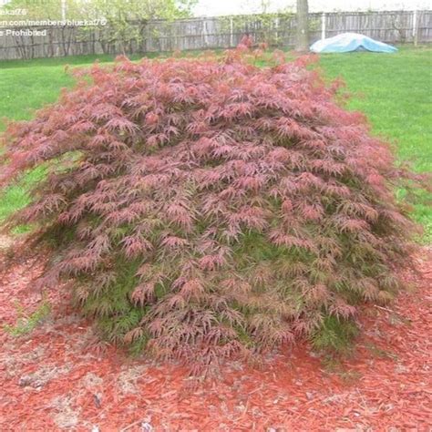 Orangeola Japanese Maple — PlantingTree