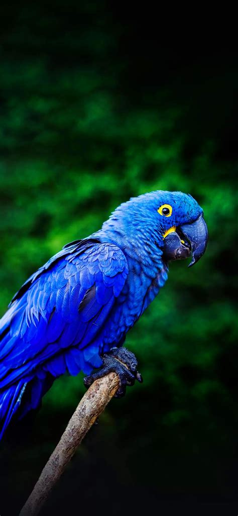 Parrot Wallpaper - iXpap