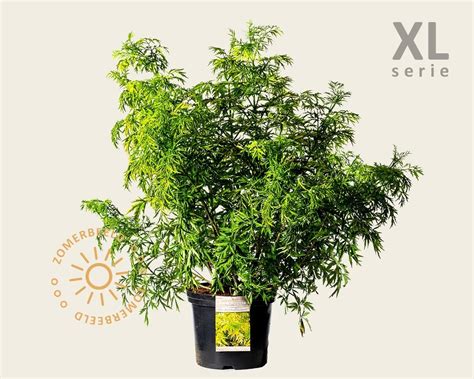 Sambucus Nigra Golden Tower Xl Kopen Gele Vlier