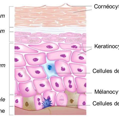 Structure De La Peau Humaine Constituée De Trois Couches Lépiderme