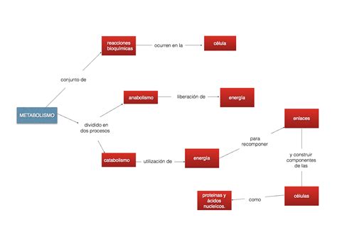 Respiracion Celular Mapa Conceptual Necto Images Hot Sex Picture