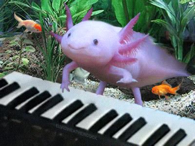 Axolotl GIFs - Get the best GIF on GIPHY