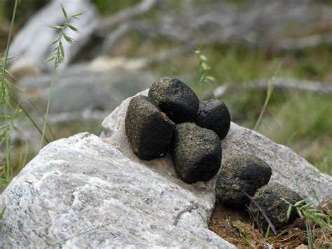wombats  cubic poos australian geographic