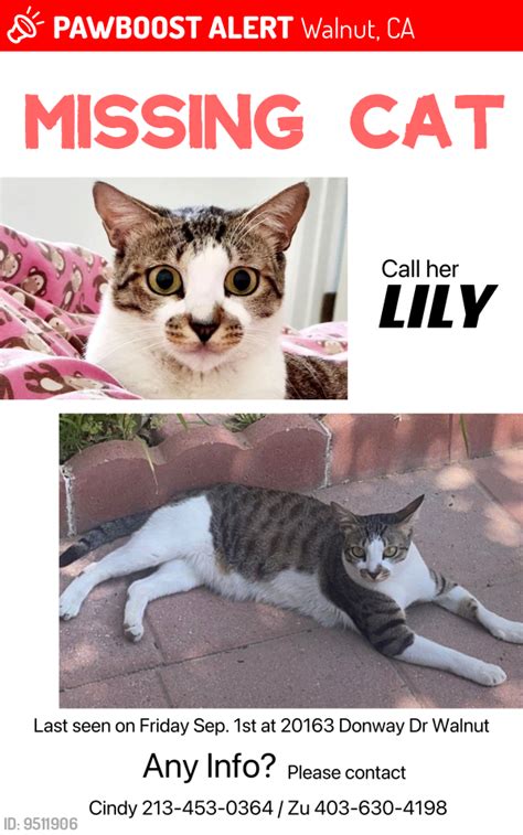 Walnut CA Lost Female Cat Lily Is Missing PawBoost