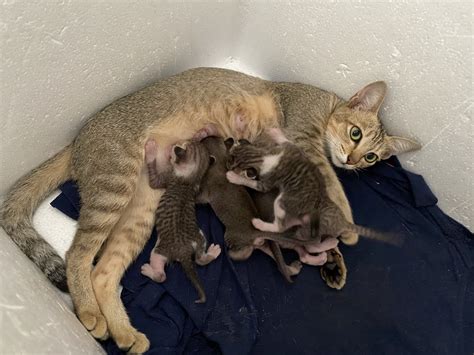 No Sex V Y Ng N Page Voz