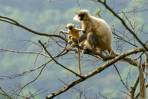 golden-langur | Environment Buddy