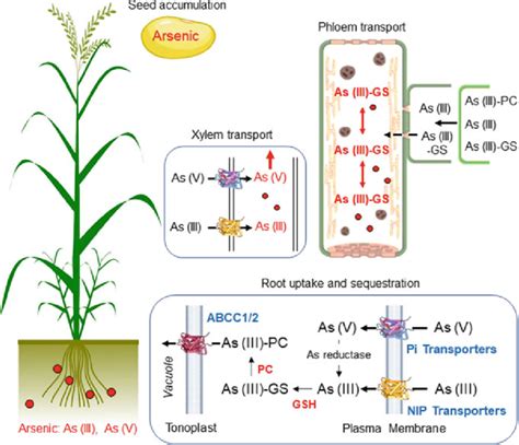 1 Arsenic Uptake And Translocation Through Plant System Arsenic In The