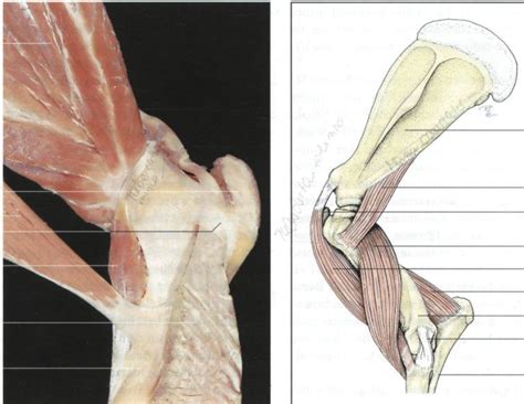 Muskel Ellenbogen Hund Diagram Quizlet