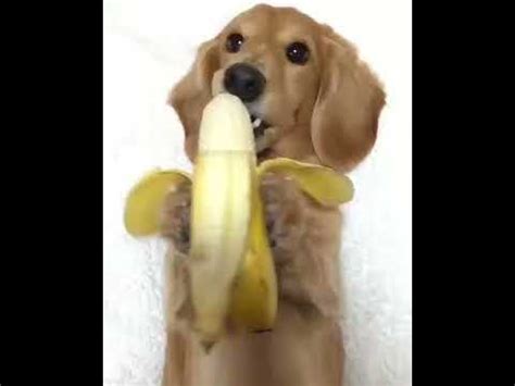 Hund Isst Banane Youtube