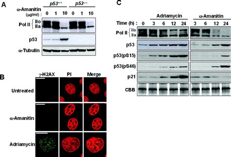 Transcriptional Blockade Induces P53 Dependent Apoptosis Associated