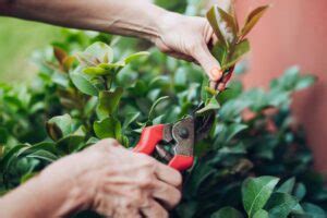 How To Propagate Camellia From Cuttings Garden Lovers Club