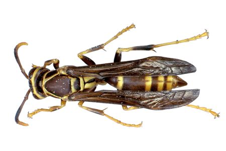 Paper Wasps Facts Information Hulett Pest Control