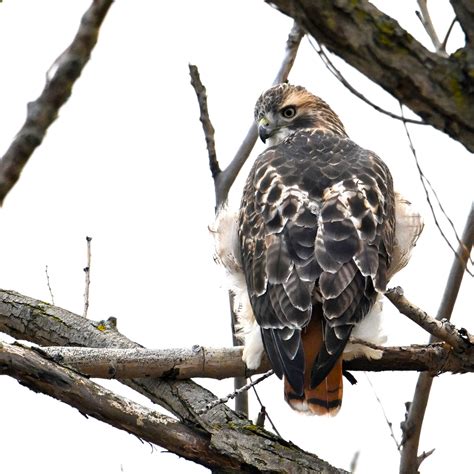 Sparrow/Hawk - Birding, PI