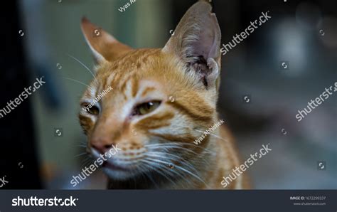 Indian Billi Breed Known Indian Common Stock Photo (Edit Now) 1672299337