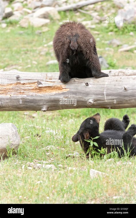 Black bear cubs Stock Photo - Alamy