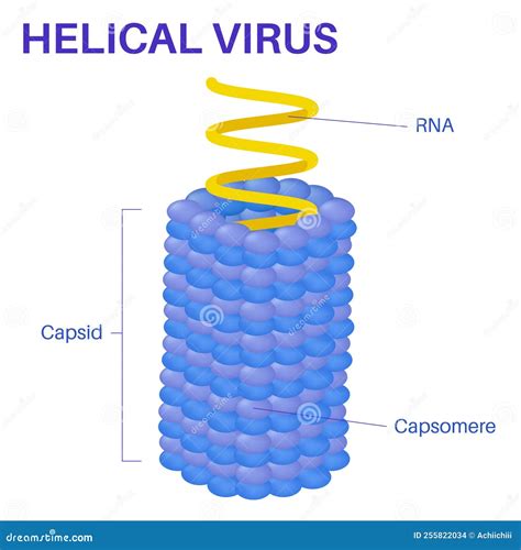 Helical Virus Structure