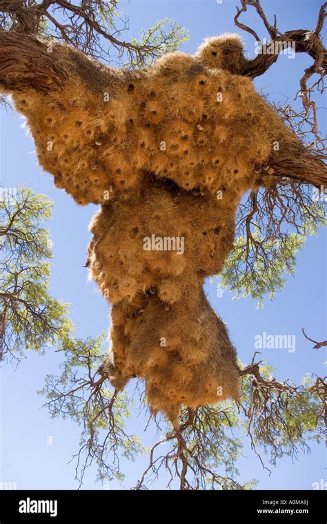 Weaver Bird Nests Stock Photo - Alamy