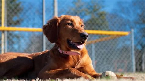 Video Showing Golden Retriever's Special Bond With Baby Girl Totally ...