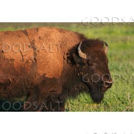 American Bison (Bison bison) grazing in summer - GoodSalt