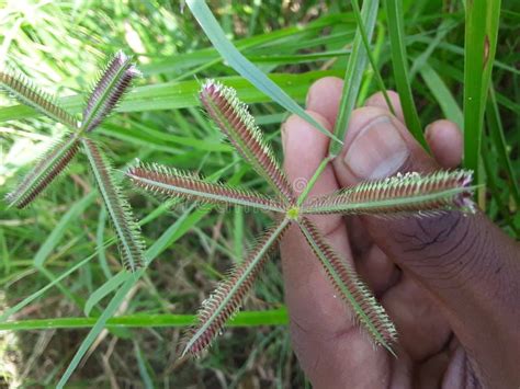 Dactyloctenium Aegyptium Close Up Photo Of A Beautiful Wild Plant With