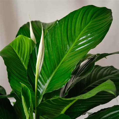 Spathiphyllum Peace Lily Santhi Online Plants Nursery