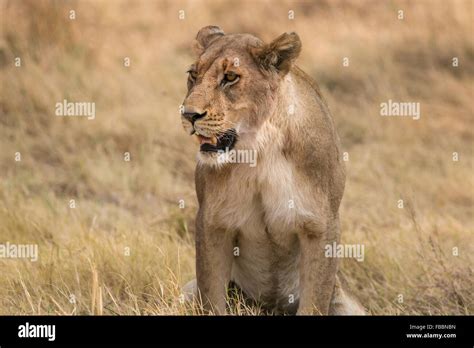 Female African Lion Panthera Leo Sitting In Long Grass Okavango