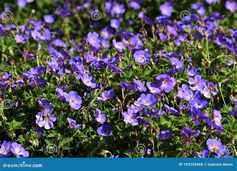 Geranium Rozanne Flowers In The Garden Stock Photo Image Of Bush