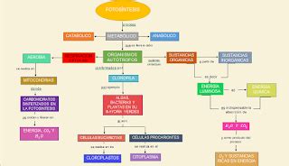 Biolog A Iv Mapa Fotosintesis