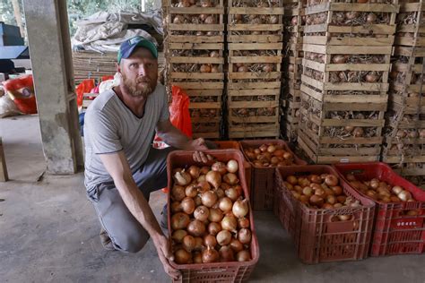 Araucária já tem 69 produtores rurais que fornecerão merendas para