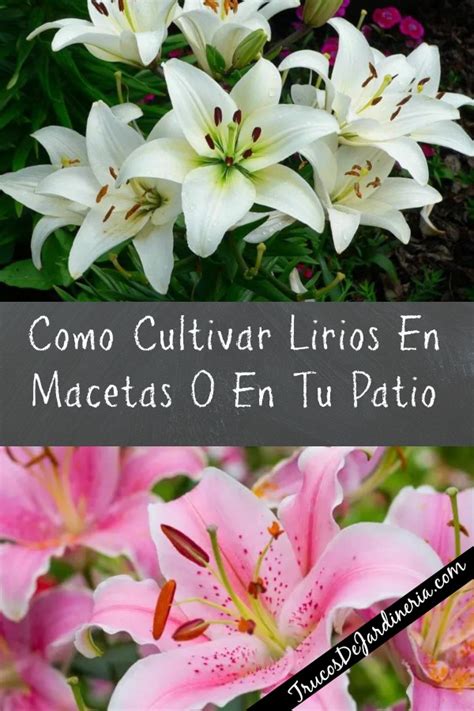 Como Cultivar Lirios Trucos De Jardineria